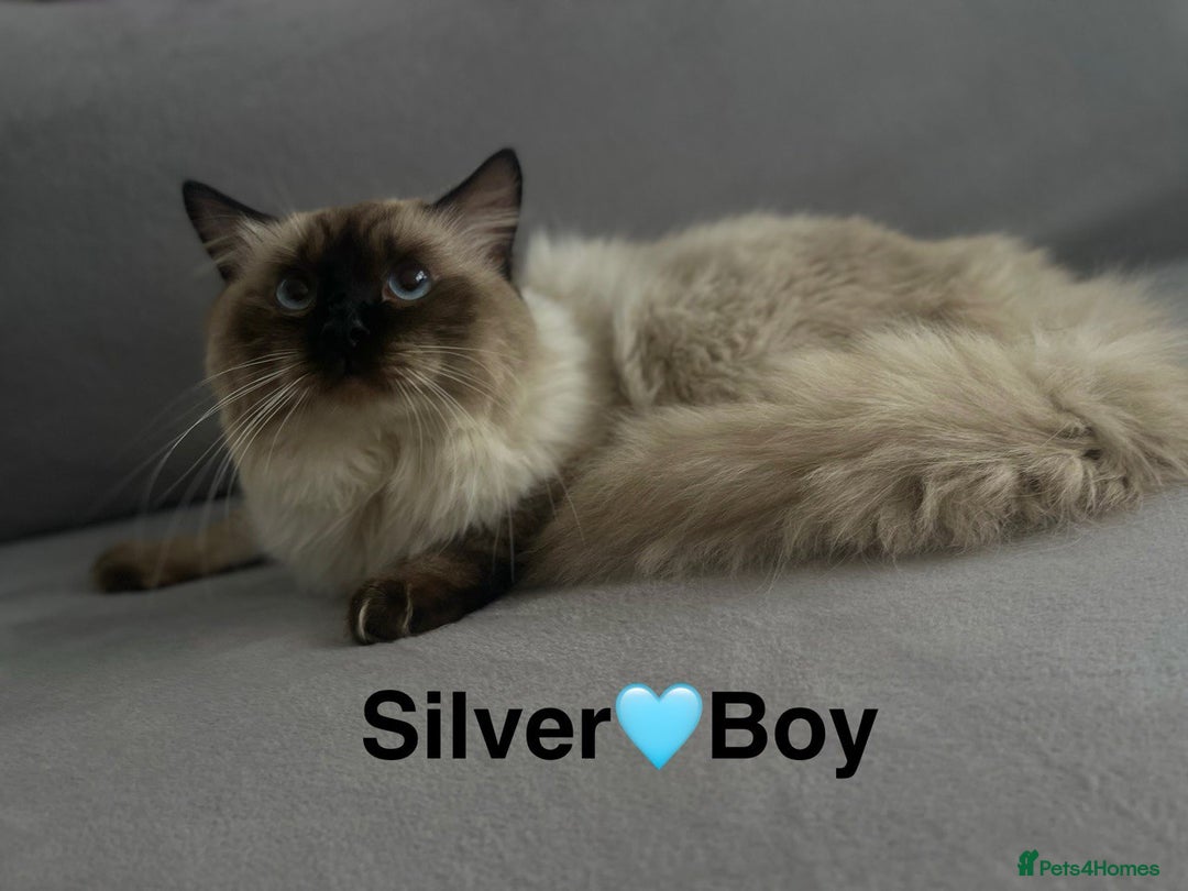 Ragdoll cats for sale: beautiful Ragdoll Cats looking for lovely families - Image 8