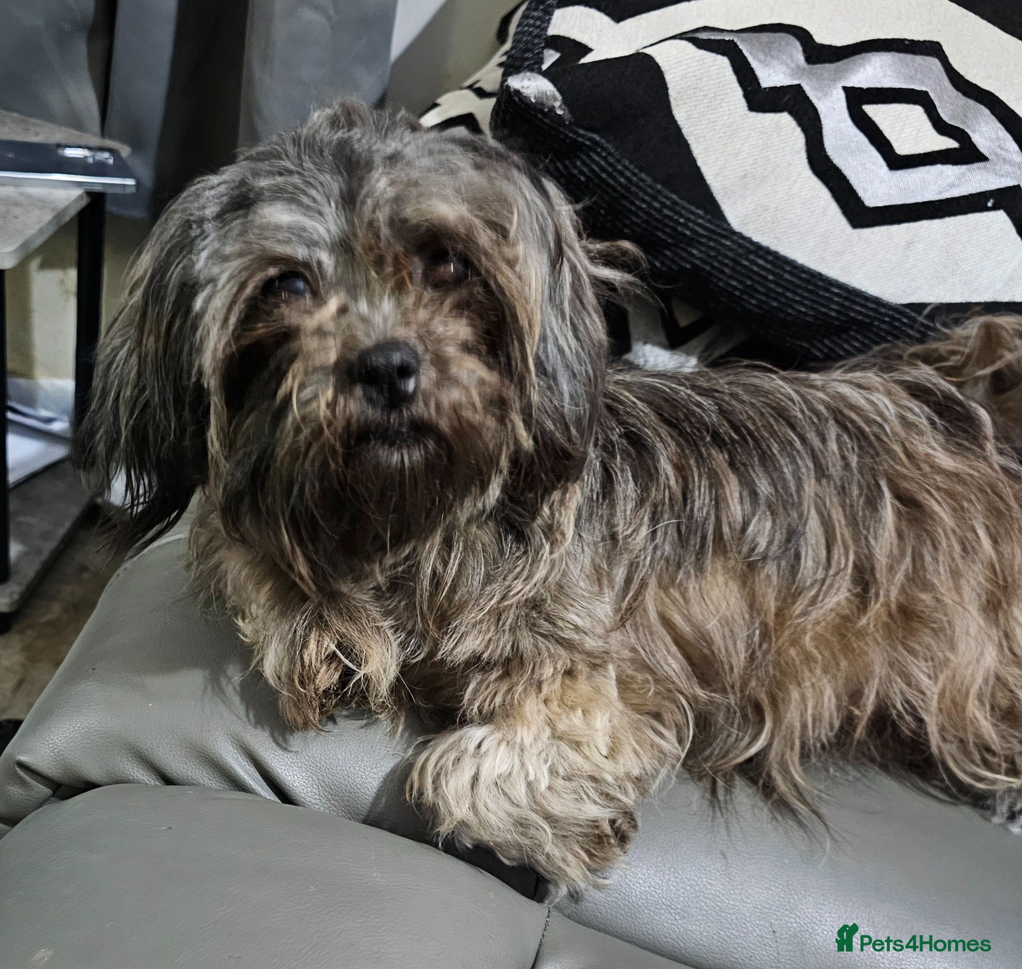Shih Tzu dogs for sale: Choc Liver Shih Tzu puppies - Advert 23