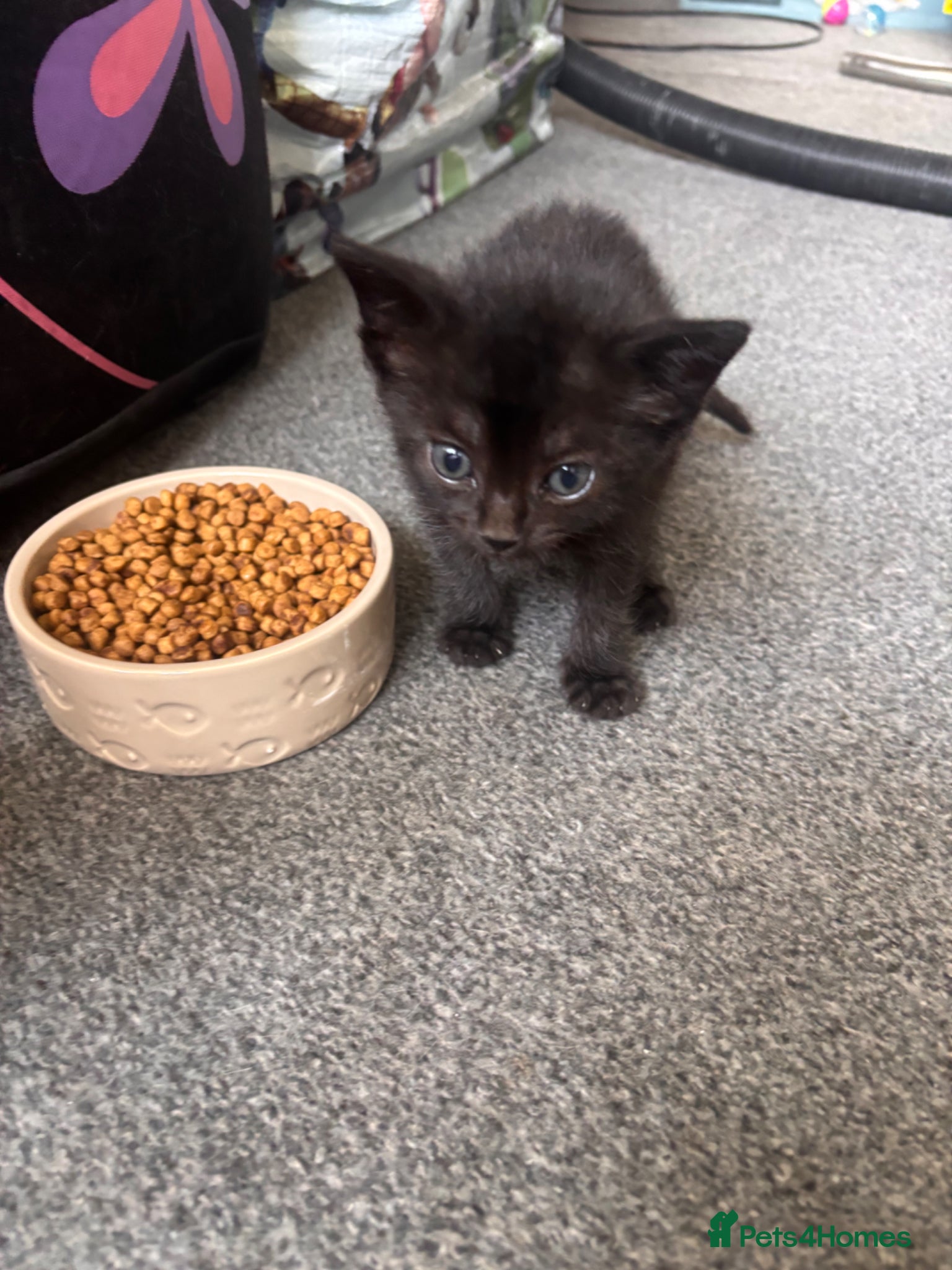 Mixed Breed cats for sale: Male kittens - Advert 4