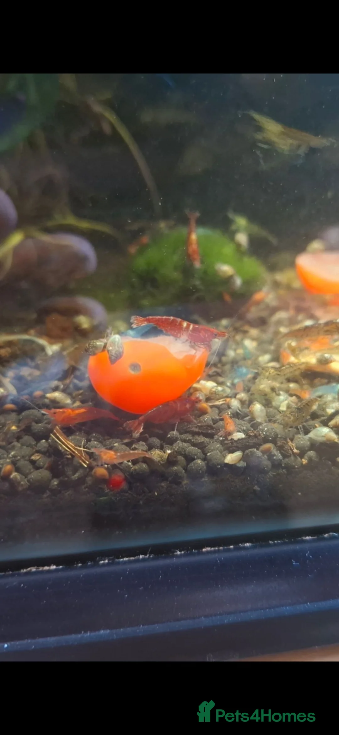 Shrimps fish for sale: Riling shrimp, wild types. Red chilli and blue. - Advert 4