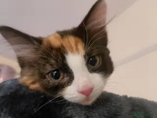 Mixed Breed cats Beautiful calico female kitten - Advert 1