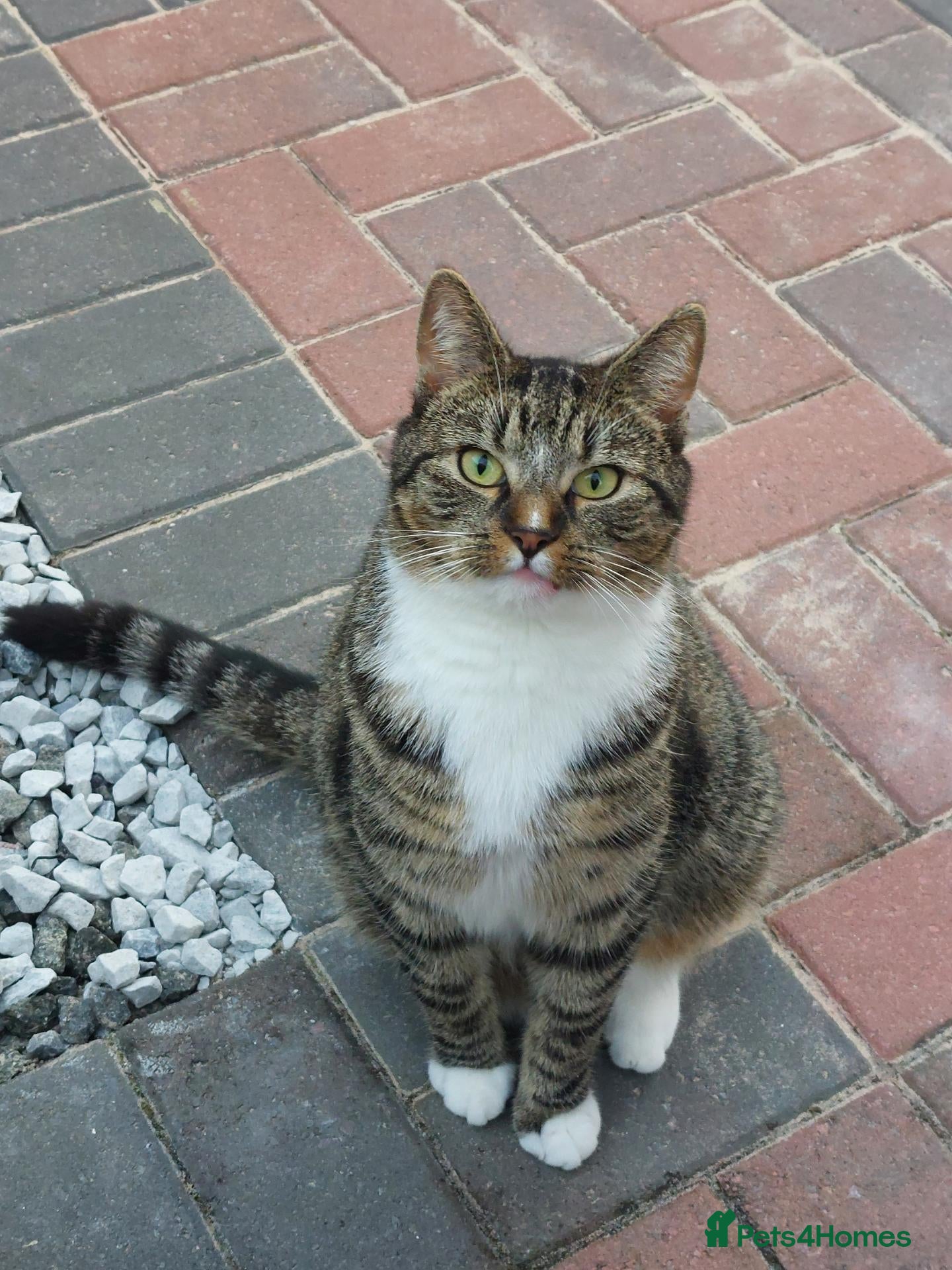 Mixed Breed cats Tabby male cat - Advert 2