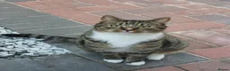 Mixed Breed cats for sale: Tabby male cat - Advert 1