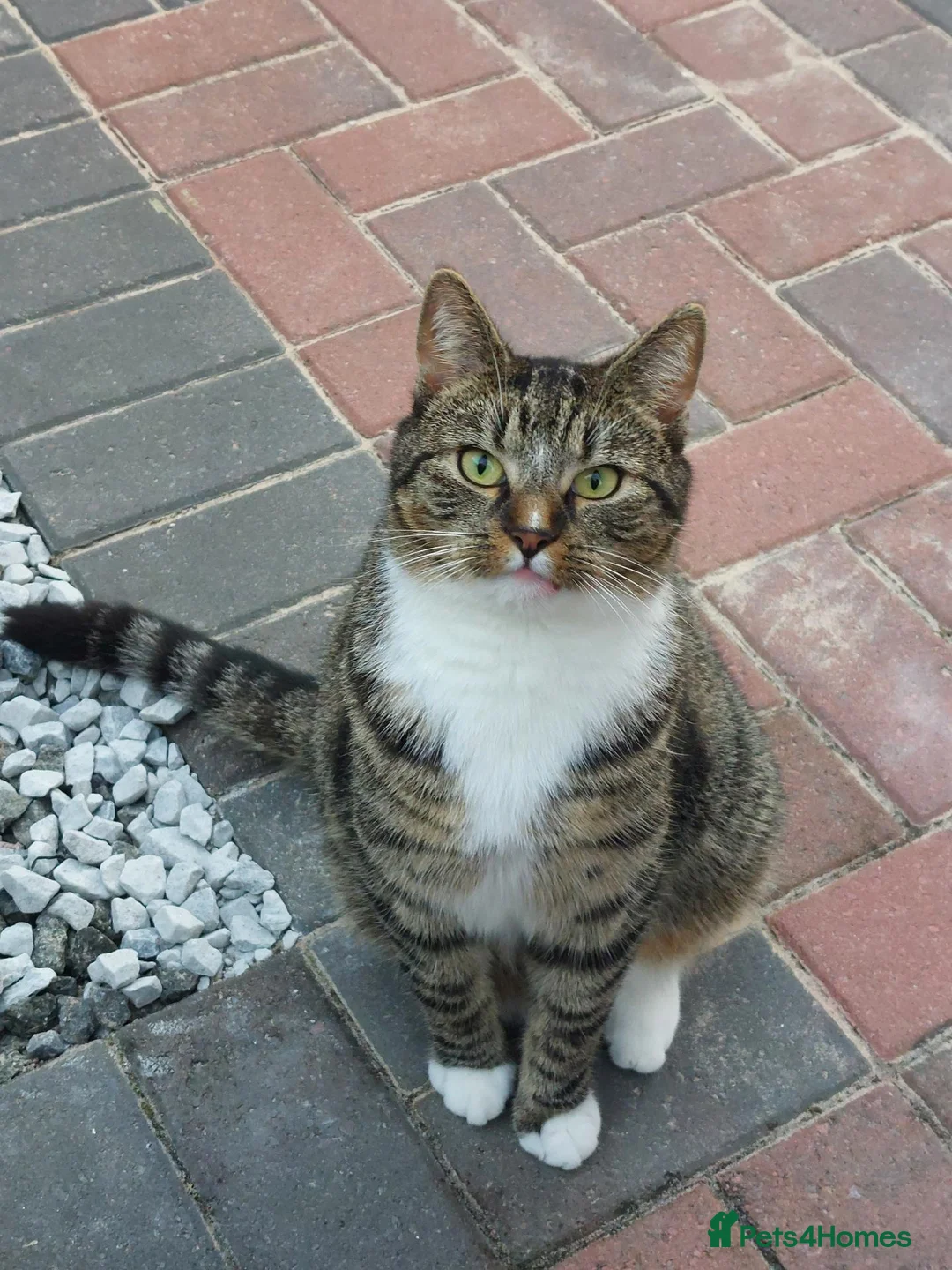 Mixed Breed cats for sale: Tabby male cat - Advert 1
