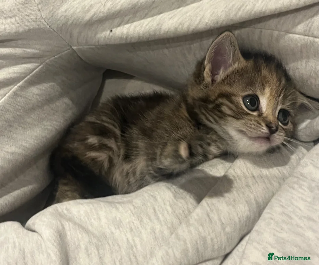 British Shorthair cats for sale: Shorthair Tabby 6 weeks  - Advert 3