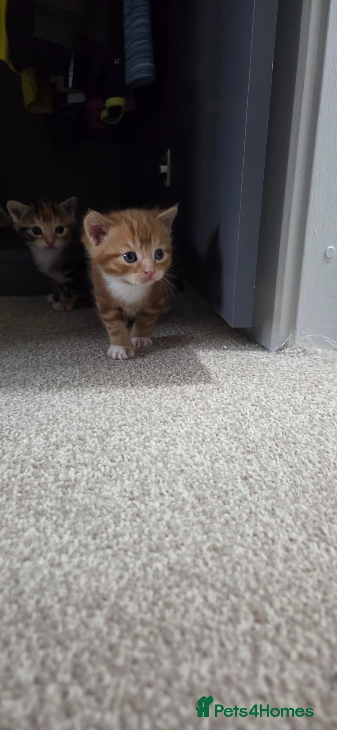 British Shorthair cats for sale: 2 kittens  - Advert 1