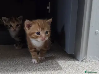 British Shorthair cats 2 kittens - Advert 5