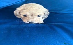Dachshund dogs for sale: Miniature long haired dachshund pups KC registered - Image 8