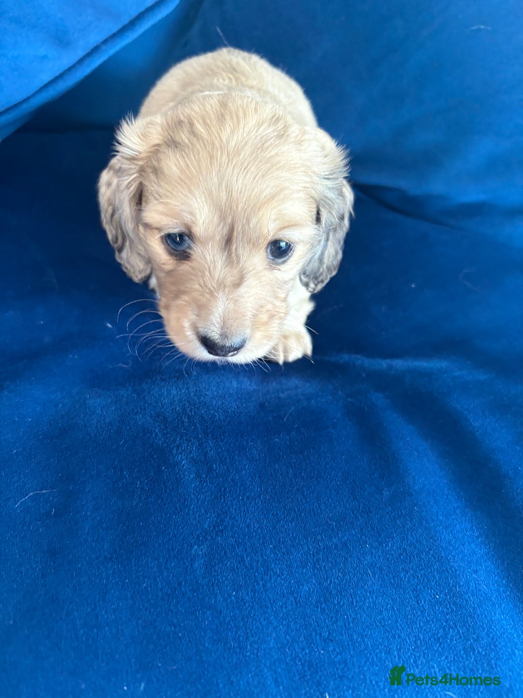 Dachshund dogs for sale: Miniature long haired dachshund pups KC registered - Image 8