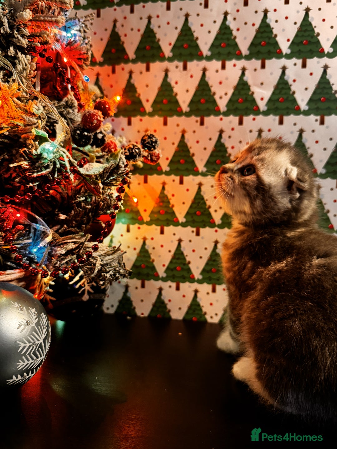 Scottish Fold cats for sale: 4 Beautiful Scottish Fold Kittens - Advert 6