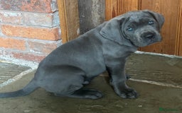 Cane Corso dogs for sale: Full Cane Corso, 1 Black Male remaining  in Newark - Image 28