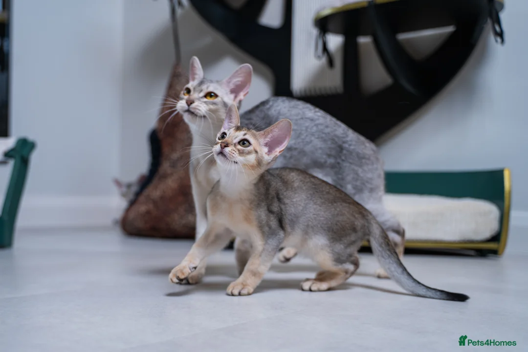 Abyssinian cats for sale: Basilio-Silver Abyssinian- Cutest & Ready NOW! - Advert 2