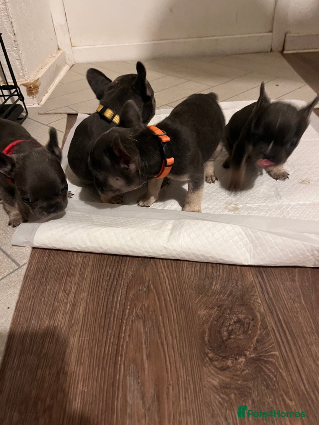 French Bulldog dogs for sale: Cutest frenchie pups  - Advert 33