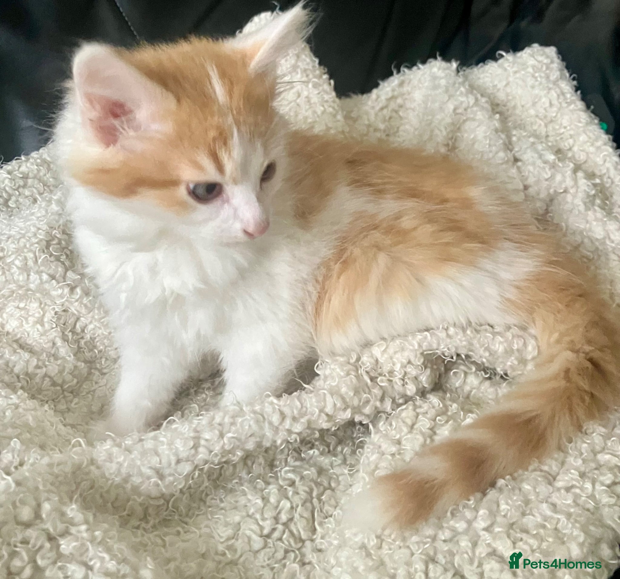 Norwegian Forest Cat cats for sale: Beautiful Norwegian Forest Kittens in Maidstone - Advert 9