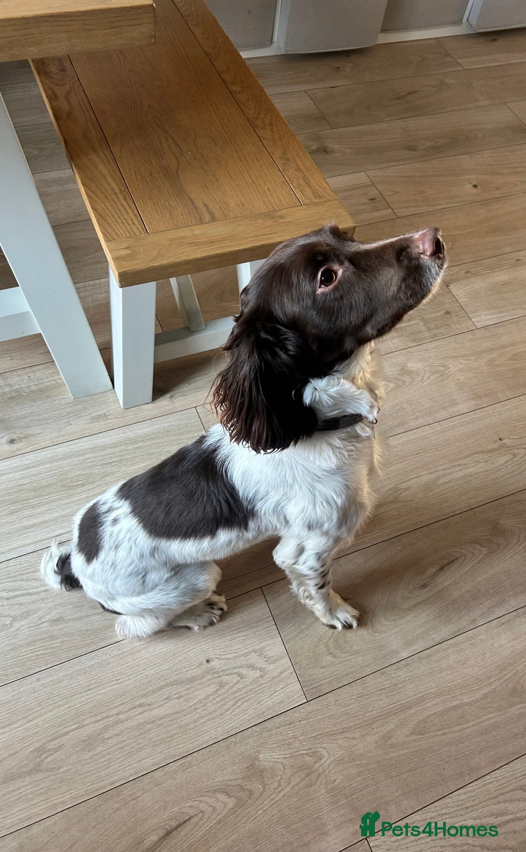 English Springer Spaniel dogs for sale: Liver & White Springer spaniel, Male, 18 months - Advert 2