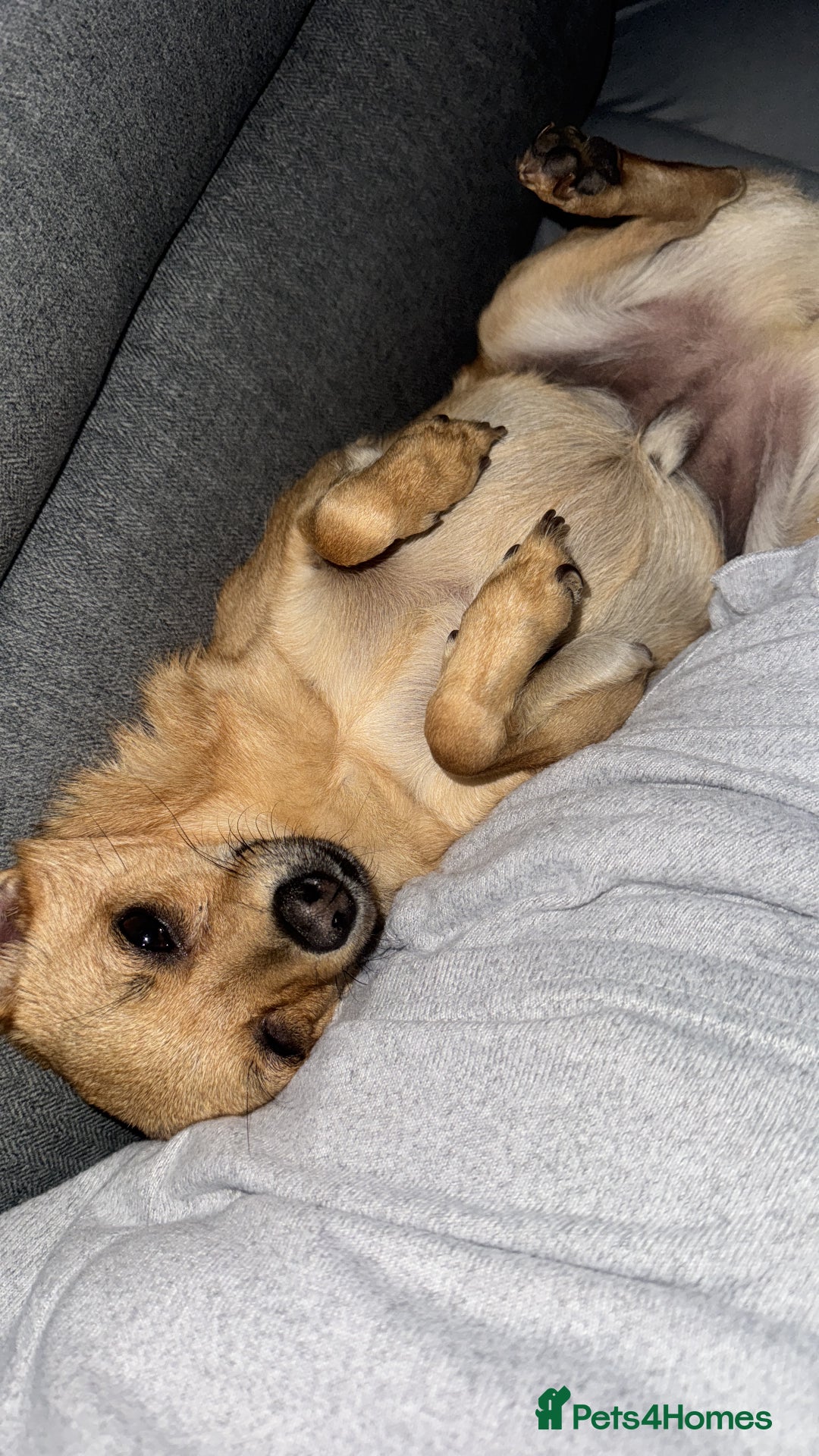 Mixed Breed dogs for sale: Both for rehoming - Advert 8