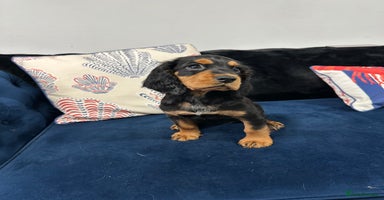 Cocker Spaniel dogs - Advert 15