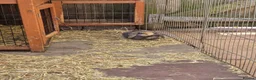 Mini Lion Lop rabbits for sale: 4 male lion lops  - Advert 2