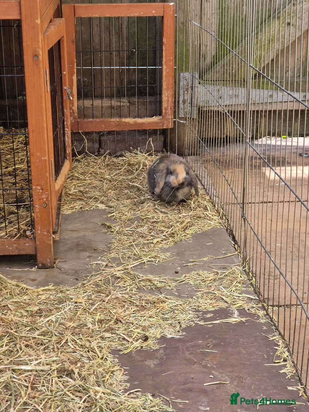 Mini Lion Lop rabbits for sale: 4 male lion lops  - Advert 2