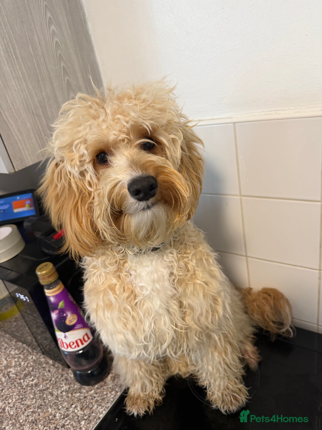 Cockapoo dogs for sale: Cockapoo  - Advert 7