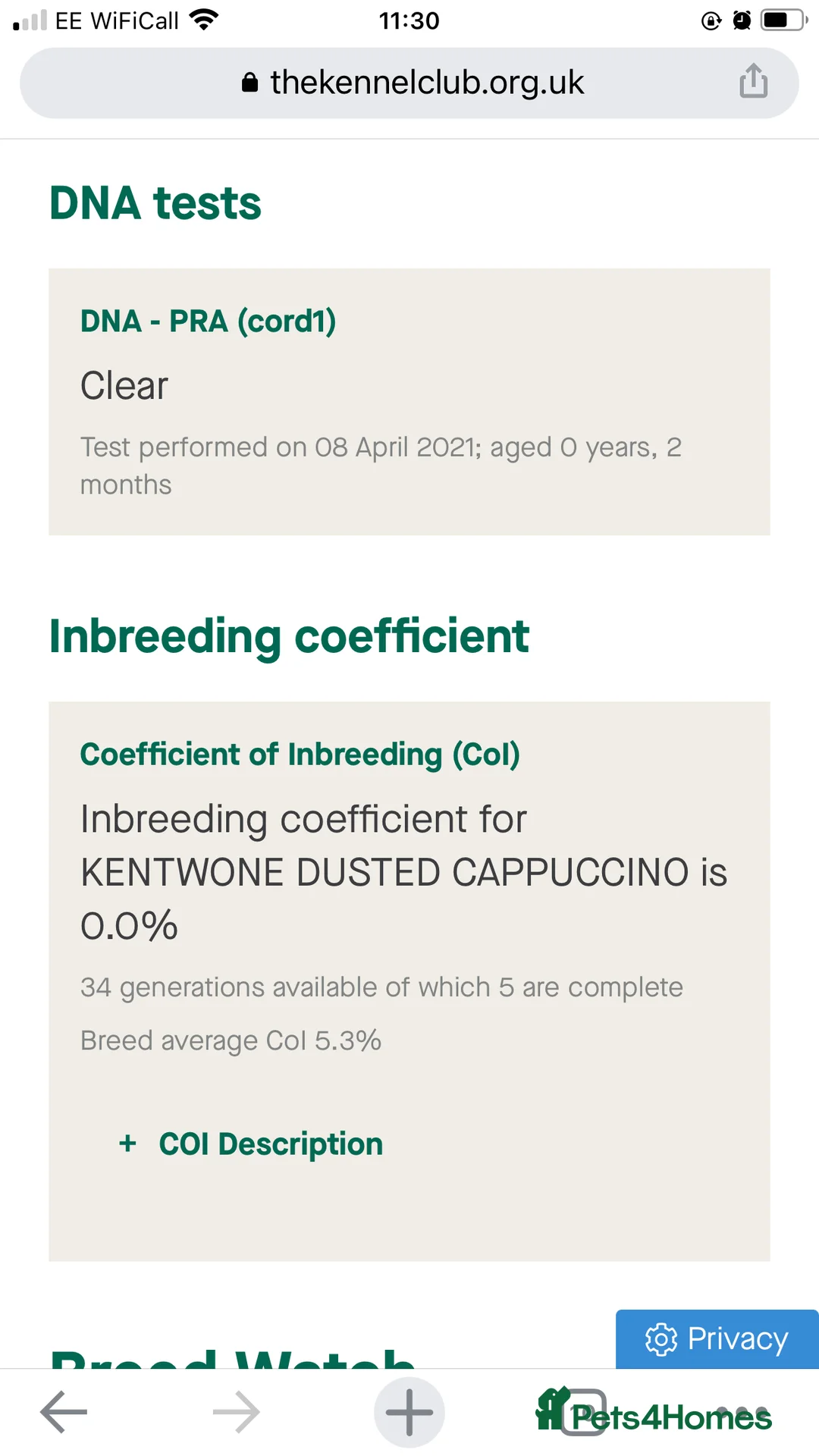 Miniature Dachshund dogs for stud: Proven KC Reg, PRA clear, Miniature Dachshund  in Hinckley - Advert 7