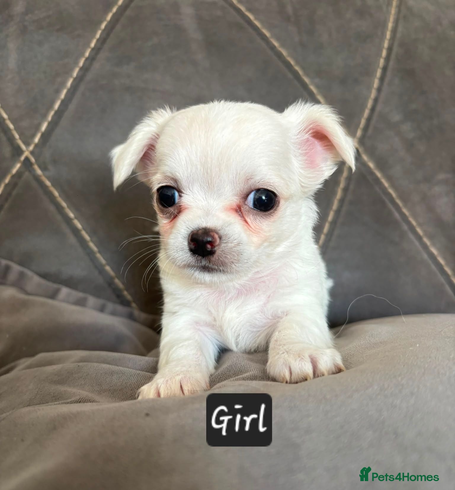Chihuahua dogs Longhaired chihuahua puppies  - Advert 2