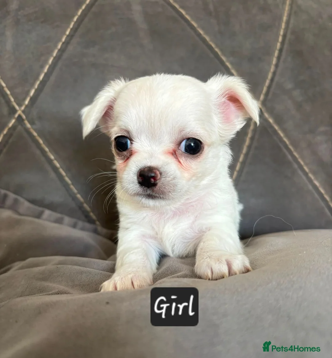Chihuahua dogs for sale: Longhaired chihuahua puppies  - Advert 2