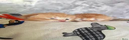 Scottish Fold cats for sale: Exceptional Scottish fold and Straight kittens - Advert 1