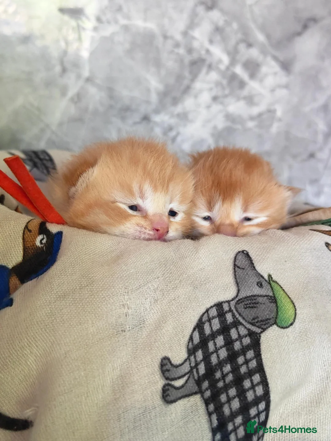 Scottish Fold cats for sale: Exceptional Scottish fold and Straight kittens - Advert 1