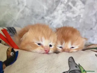Scottish Fold cats Exceptional/colours Scottish fold/straight kittens - Advert 1