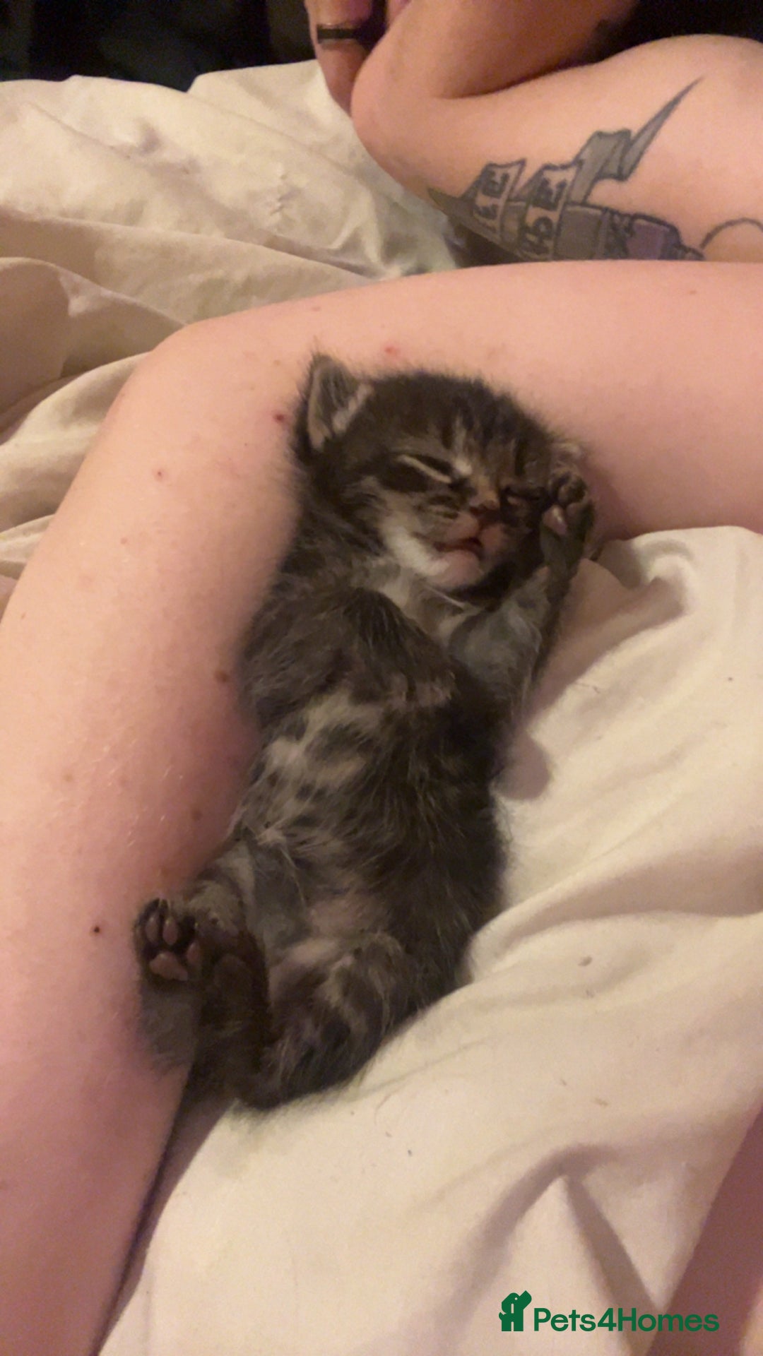 Mixed Breed cats for sale: Black Tabby kittens - Image 1