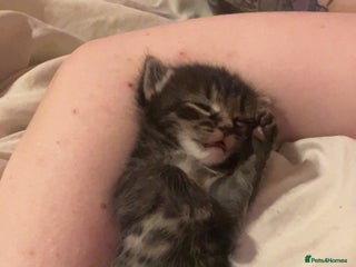 Mixed Breed cats - Advert 21