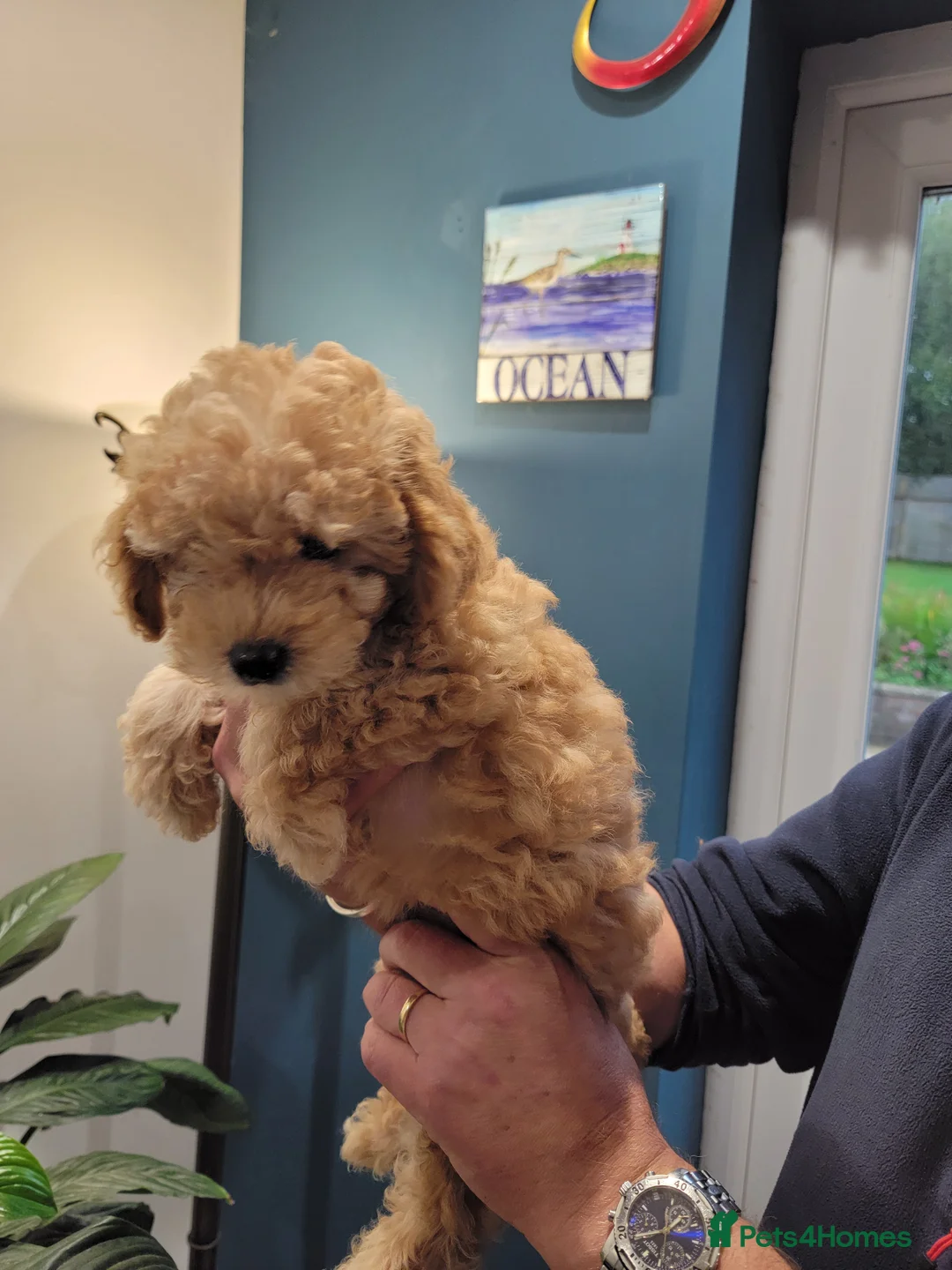 Maltipoo dogs for sale: F1b Maltipoo.   Ready to leave now  - Advert 30