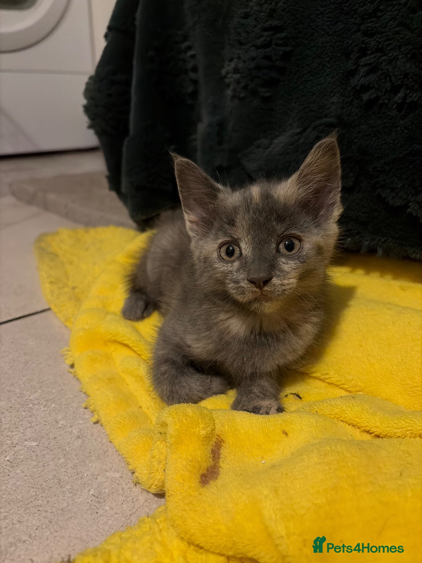 Scottish Fold cats 🐾 Beautiful Scottish Mix Kittens 🐾 - Advert 1