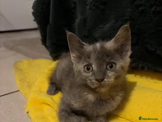 Scottish Fold cats 🐾 Beautiful Scottish Mix Kittens 🐾 - Advert 1