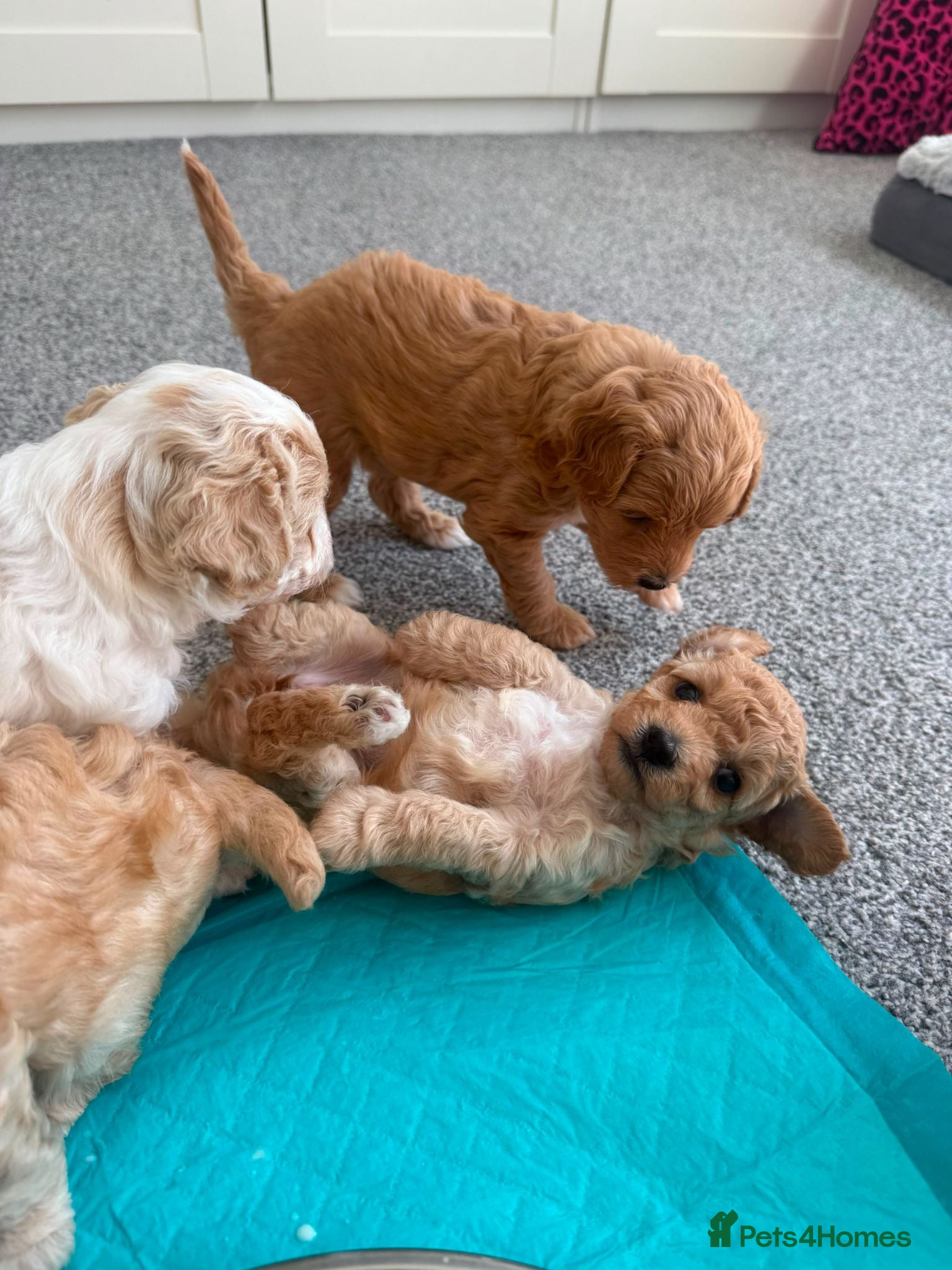 Mixed Breed dogs Cavapoochon puppies  - Advert 2
