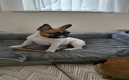 French Bulldog dogs for sale: French Bulldog - Image 10