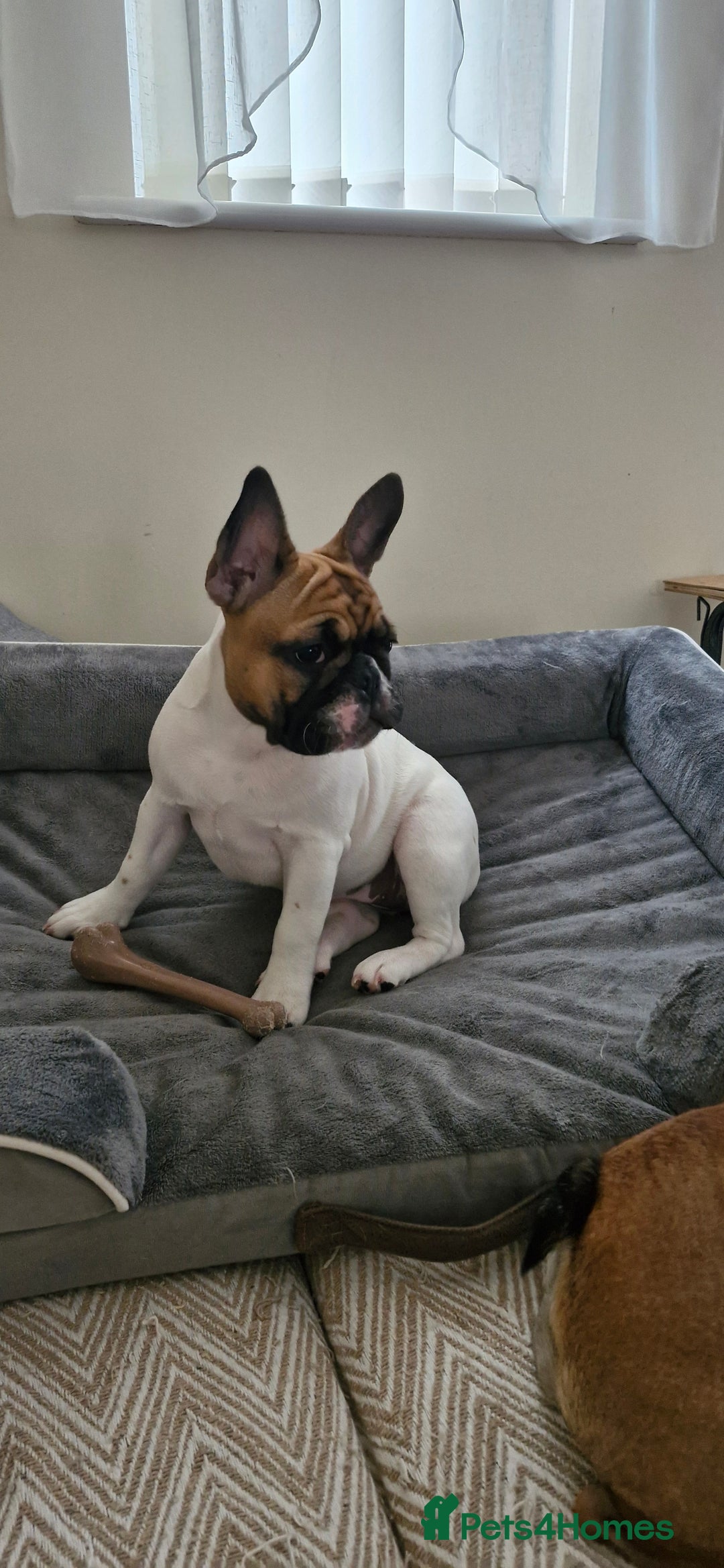French Bulldog dogs for sale: French Bulldog - Image 10