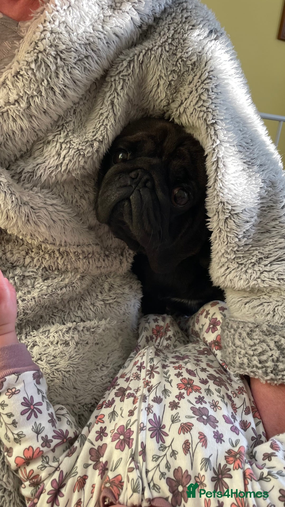 Pug dogs for sale: Platinum Adult Male Pug - Advert 5