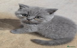 British Shorthair cats for sale: British Shorthairs Stunning Litter - Image 10