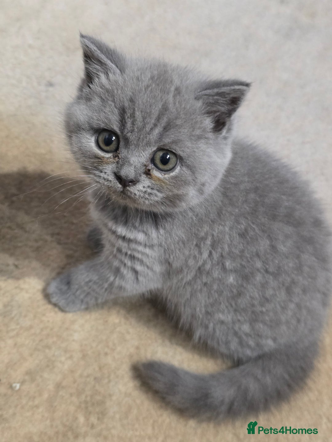 British Shorthair cats for sale: British Shorthairs Stunning Litter - Image 10