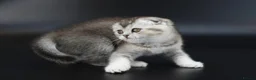 Scottish Fold cats for sale: LICENSED CATTERY PURE BREED TOP QUALITY KITTENS - Advert 20