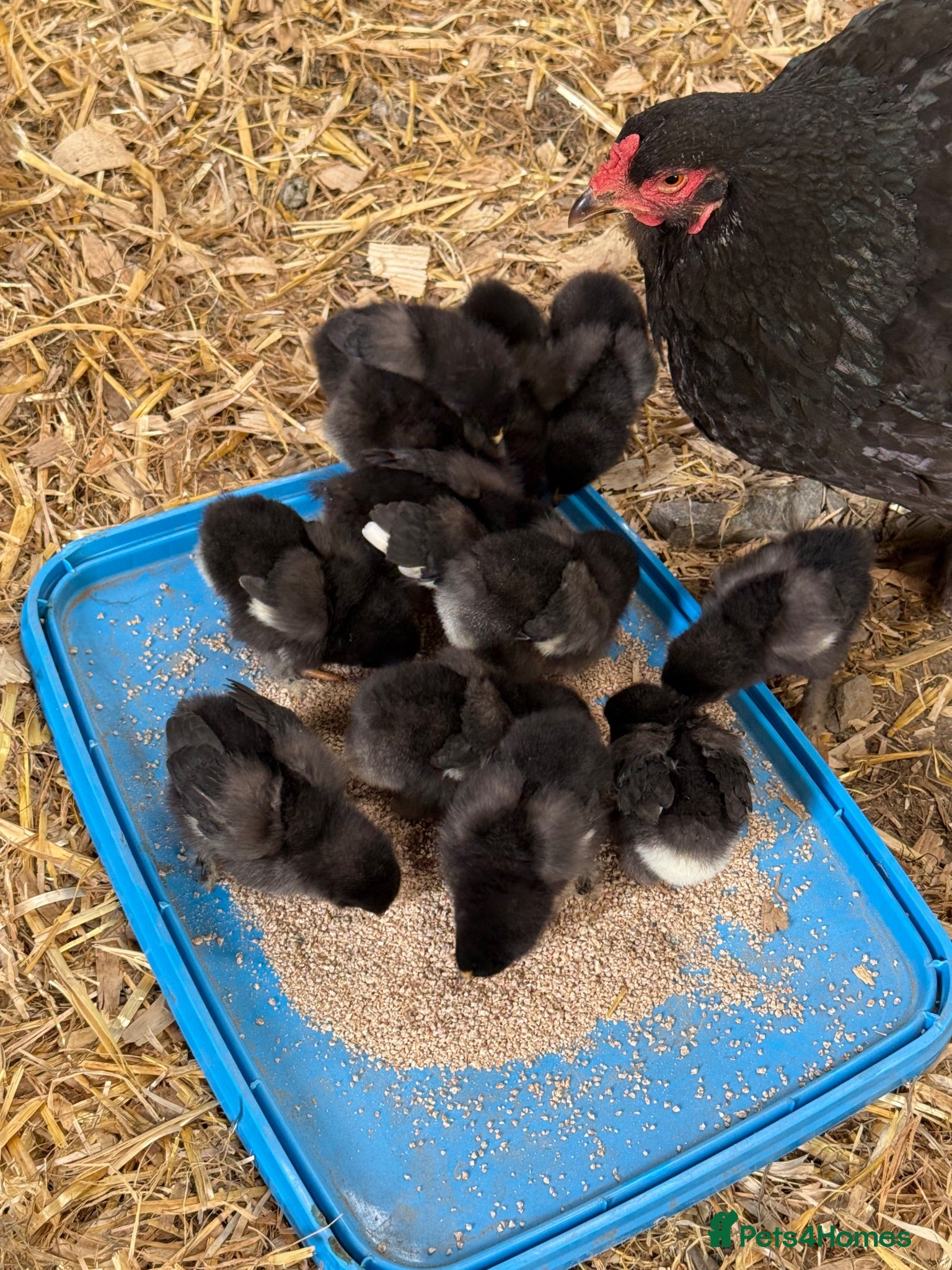 Chickens poultry     Brahma Bantam × Black Copper Marans Chicks - Advert 2