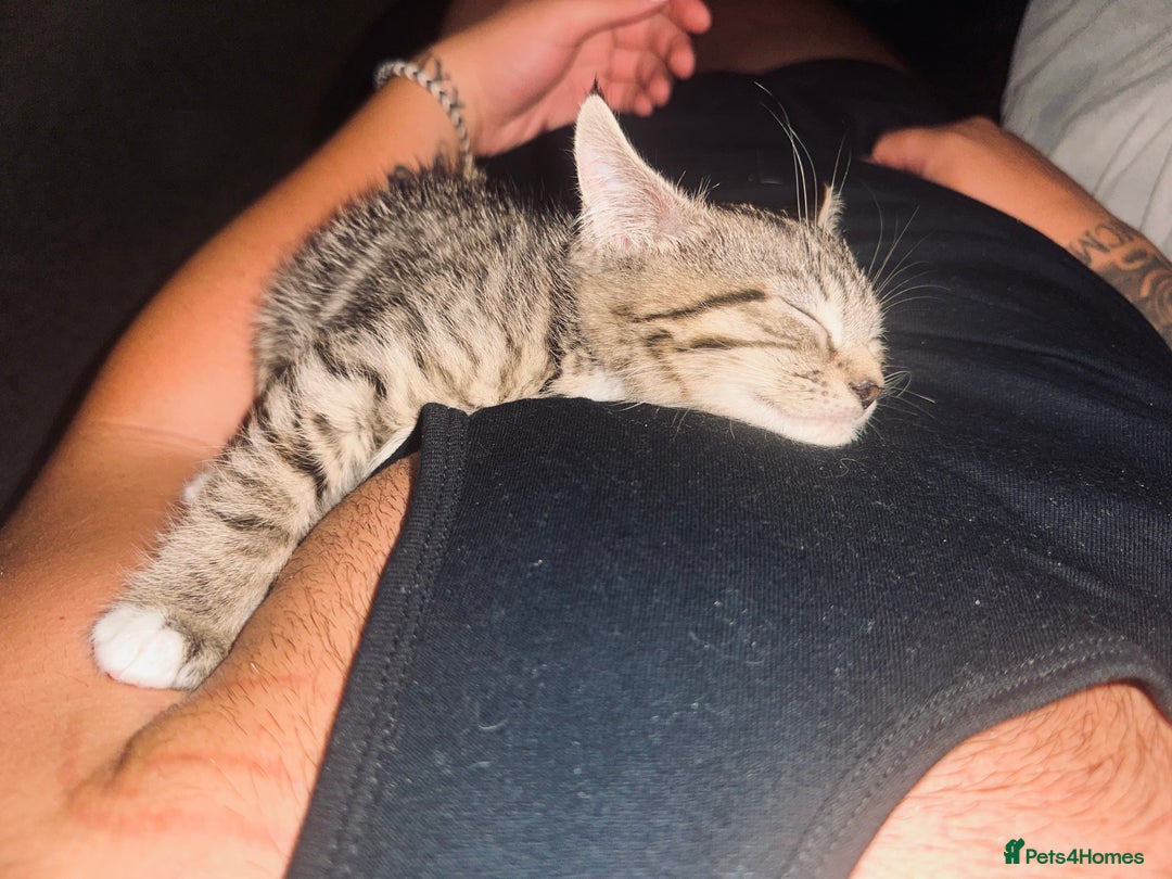 Maine Coon cats for sale: Maine coon x Ragdoll  - Image 2