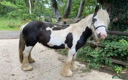 Irish Cob horses for sale: Stunning 2year old cob gelding  - Image 5
