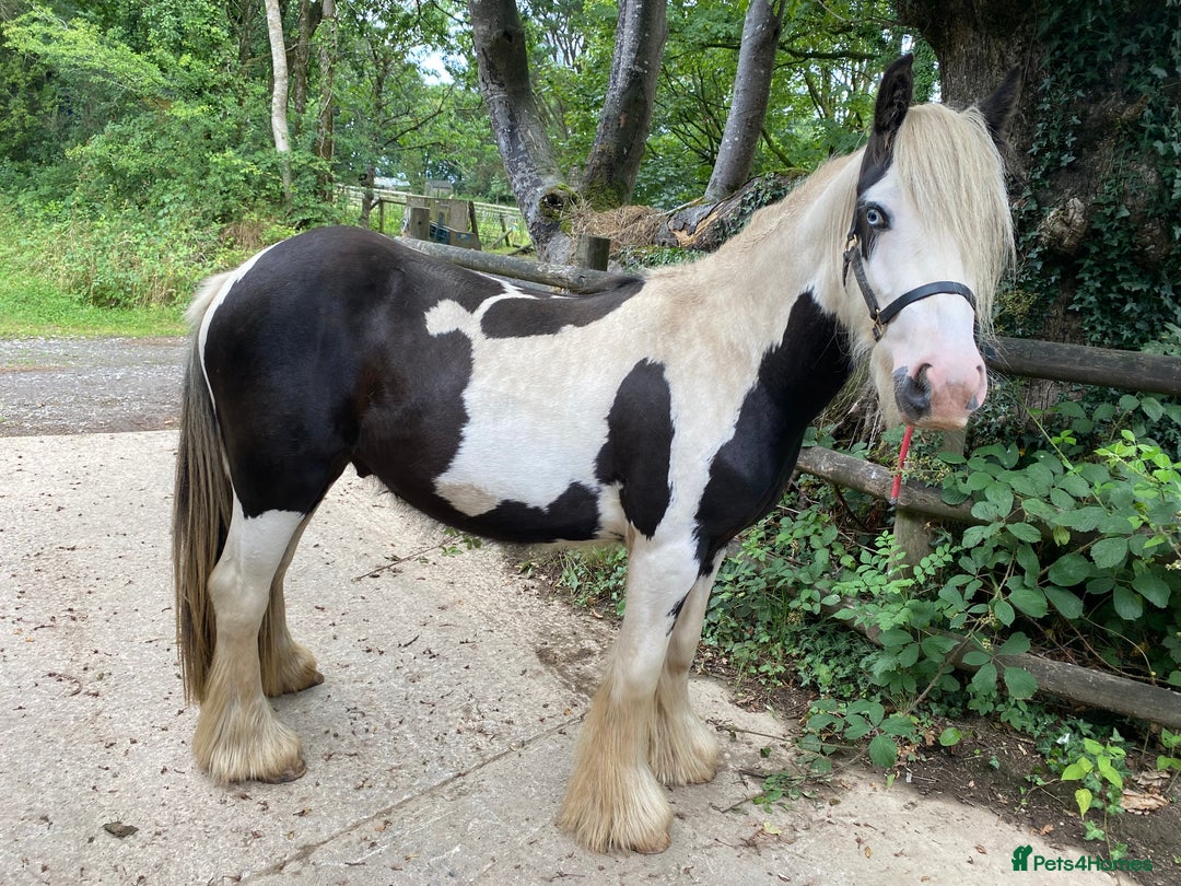 Irish Cob horses for sale: Stunning 2year old cob gelding  - Image 5