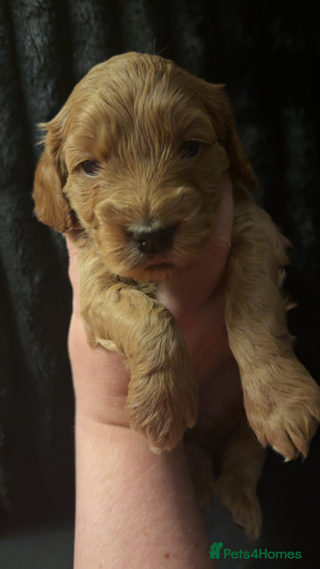 Cockapoo dogs for sale: F1 Cockapoos - Advert 9