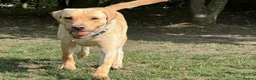 Labrador Retriever dogs for sale: Dennis - looking for loving forever home 🐶 in Bishop Auckland - Advert 4