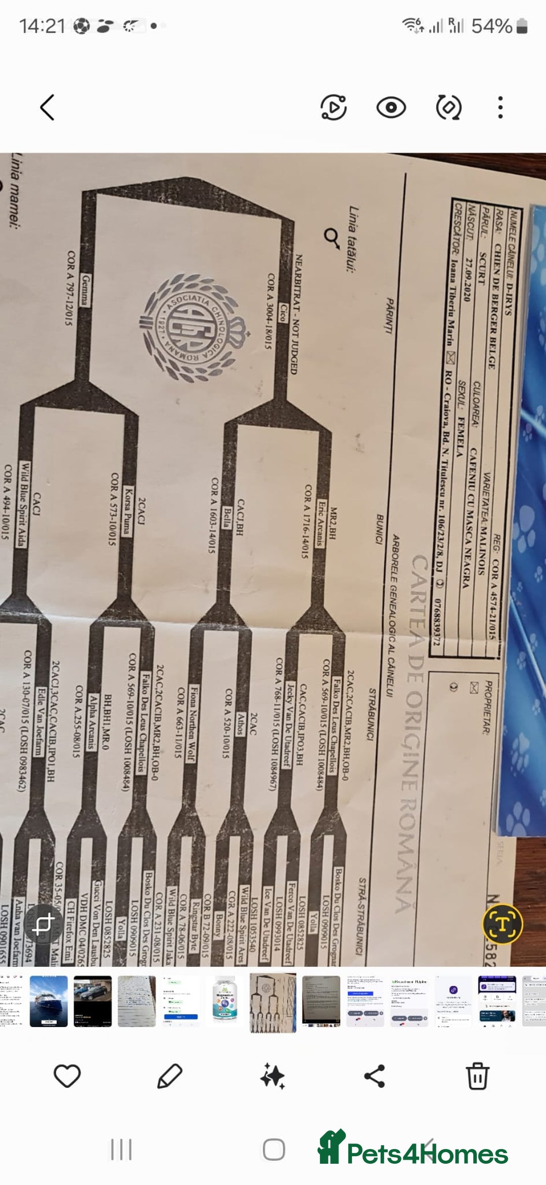 Belgian Shepherd Dog dogs for sale: Belgian Shepherd puppies - Advert 26