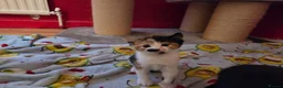 Mixed Breed cats for sale: Litter of 5 kittens  - Advert 9